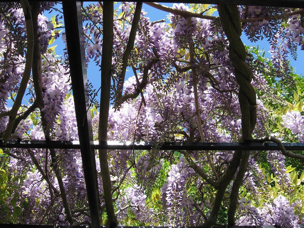 B&B I Glicini Vescina Exteriér fotografie